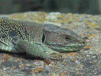 Lacerta lepida 7, Parelhagedis, Saxifraga-Edo van Uchelen