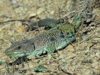 Lacerta lepida 9, Parelhagedis, Saxifraga-Edo van Uchelen