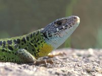 Lacerta schreiberi 2, female, Saxifraga-Edo van Uchelen