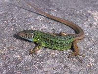 Lacerta schreiberi 3, female, Saxifraga-Edo van Uchelen