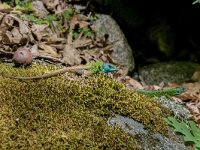 Lacerta schreiberi 7, adult male and female, Saxifraga-Theo Verstrael