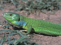 Lacerta strigata 1, male, Saxifraga-Edo van Uchelen