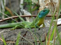 Lacerta viridis 10, Smaragdhagedis, male, Saxifraga-Jan van der Straaten