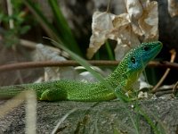 Lacerta viridis 11, Smaragdhagedis, male, Saxifraga-Jan van der Straaten