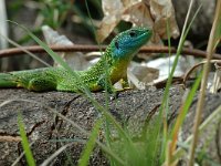 Lacerta viridis 12, Smaragdhagedis, male, Saxifraga-Jan van der Straaten