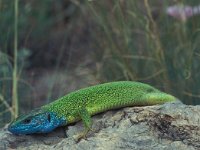 Lacerta viridis 13, Smaragdhagedis, Saxifraga-Edo van Uchelen