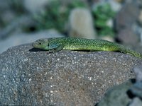 Lacerta viridis 14, Smaragdhagedis, Saxifraga-Arie de Knijff