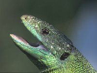 Lacerta viridis 16, Smaragdhagedis, Saxifraga-Edo van Uchelen