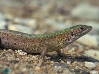 Lacerta viridis 17, Smaragdhagedis, Saxifraga-Edo van Uchelen