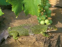 Lacerta viridis 18, Smaragdhagedis, Saxifraga-Edo van Uchelen