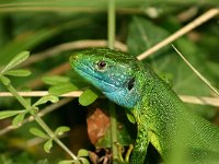 Lacerta viridis 19, Smaragdhagedis, Saxifraga-Dirk Hilbers