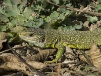 Lacerta viridis 20, Smaragdhagedis, Saxifraga-Jan van der Straaten