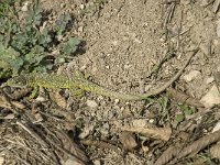 Lacerta viridis 21, Smaragdhagedis, Saxifraga-Jan van der Straaten