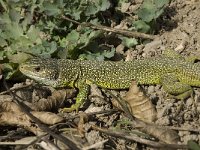 Lacerta viridis 22, Smaragdhagedis, Saxifraga-Jan van der Straaten