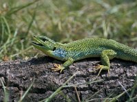 Lacerta viridis 23, Smaragdhagedis, Saxifraga-Jan van der Straaten