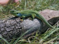 Lacerta viridis 24, Smaragdhagedis, male, Saxifraga-Ad Wittgen