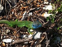 Lacerta viridis 25, Smaragdhagedis, Saxifraga-Hans Dekker