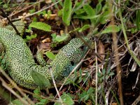 Lacerta viridis 26, Smaragdhagedis, Saxifraga-Hans Dekker