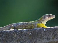 Lacerta viridis 27, Smaragdhagedis, Saxifraga-Bart Vastenhouw