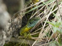 Lacerta viridis 28, Smaragdhagedis, Saxifraga-Willem van Kruijsbergen