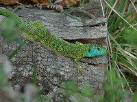 Lacerta viridis 4, Smaragdhagedis, male, Saxifraga-Jan van der Straaten