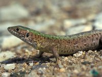 Lacerta viridis 5, Smaragdhagedis, Saxifraga-Edo van Uchelen