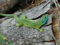 Lacerta viridis 6, Smaragdhagedis, male, Saxifraga-Jan van der Straaten