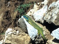 Lacerta viridis 7, Smaragdhagedis, male, Saxifraga-Edo van Uchelen