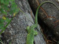 Lacerta viridis 8, Smaragdhagedis, male, Saxifraga-Jan van der Straaten