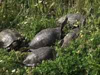 Mauremys caspica, Stripe-necked Terrapin