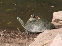 Mauremys caspica 4, Caspische Beekschildpad, Saxifraga-Henk Baptist