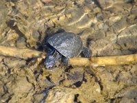 Mauremys caspica 5, Caspische Beekschildpad, Saxifraga-Henk Baptist