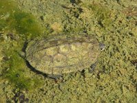 Mauremys caspica 6, Caspische Beekschildpad, Saxifraga-Henk Baptist