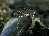 Natrix maura, Viperine Snake