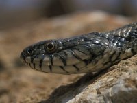 Natrix maura 2, Saxifraga-Edo van Uchelen