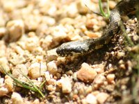 Natrix maura 3, juvenile, Saxifraga-Dirk Hilbers