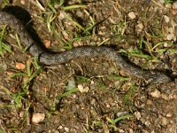 Natrix maura 4, juvenile, Saxifraga-Dirk Hilbers