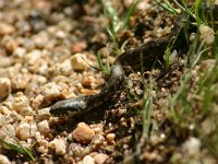 Natrix maura 5, juvenile, Saxifraga-Dirk Hilbers