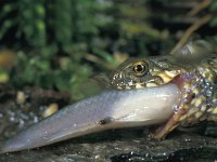 Natrix maura 8, Saxifraga-Edo van Uchelen