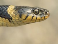 Natrix natrix 2, Ringslang, Saxifraga-Kees Marijnissen