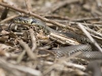 Natrix natrix 21, Ringslang, Saxifraga-Mark Zekhuis