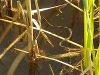 Natrix natrix 24, Ringslang, Saxifraga-Kees Marijnissen