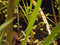 Natrix natrix 27, Ringslang, Saxifraga-Kees Marijnissen