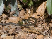 Natrix natrix 28, Ringslang, Saxifraga-Willem Jan Hoeffnagel