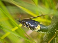 Grass snake tongue  Grass snake (natrix natrix) showing tongue : animal, assault, attack, background, black, coldblooded, constrictor, crawling, creature, dangerous, descending, down, grass, grass-snake, hunting, natrix, natrix natrix, nature, pattern, pet, remote, reptile, reptilian, scale, serpent, serpentine, sliding, slither, slithering, snake, snakeskin, suspended, white, wildlife, yellow, young