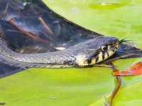 Natrix natrix 45, Ringslang, Saxifraga-Bart Vastenhouw