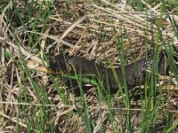 Natrix natrix 54, Ringslang, Saxifraga-Hans Dekker