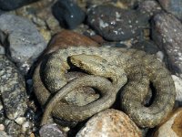 Natrix tesselata 2, Saxifraga-Edo van Uchelen