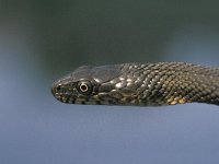 Natrix tesselata 6, Saxifraga-Edo van Uchelen