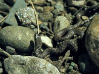 Natrix tessellata 8, Saxifraga-Ad Wittgen